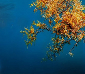 Conférence internationale sur les sargasses du 23 au 26 octobre 2019 en Guadeloupe