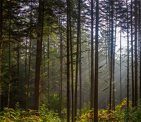 Colloque ANR « Arbre, forêt, bois et sociétés » les 30 et 31 mars 2021 : un évenement en ligne