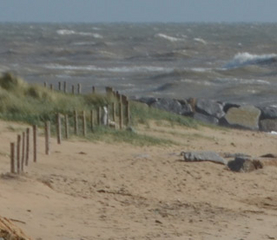 Elévation du niveau de la mer en Europe : un webinaire le 8 novembre pour la publication du 1er rapport du Knowledge Hub on Sea Level Rise
