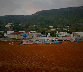 Algues sargasses : journée de restitution autour de l’appel à projets conjoint Sargassum, le 28 février 2024 au Gosier (Guadeloupe)