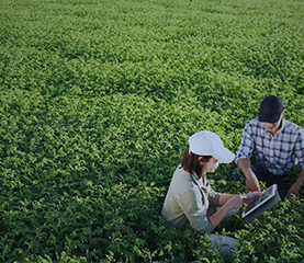 Des pistes innovantes pour la protection des cultures sans pesticides : le programme Ecophyto Maturation