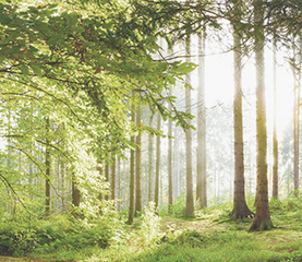 Séminaire de l’ERA-NET ForestValue sur l’innovation et la compétitivité du secteur forestier  