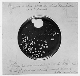 Penicillin Culture - 1929. Date: 1929