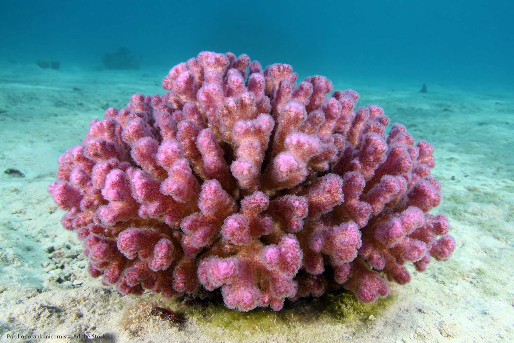 Pocillopora damicornis EG-47
